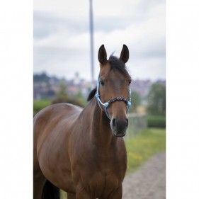 Licol éthologique Pearl