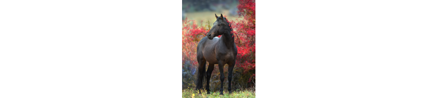 Cheval